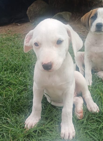 JOLIET, chiot Croisée Labrador femelle
