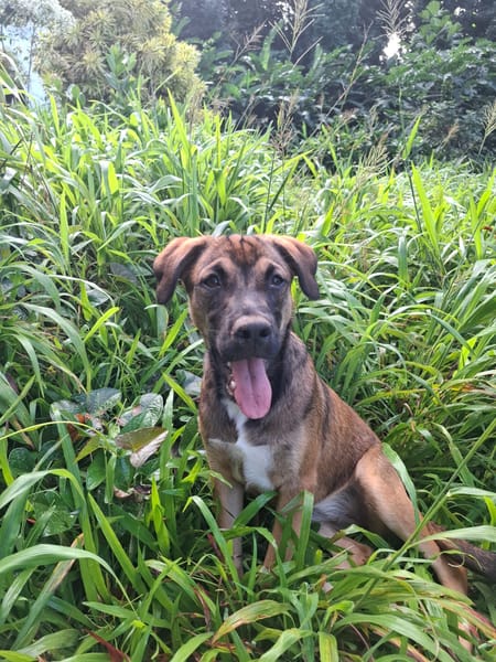 NAMEA, chiot Berger Créole femelle