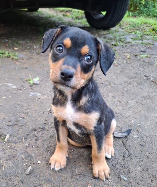 PAPOA, Chiot mâle Berger Créole