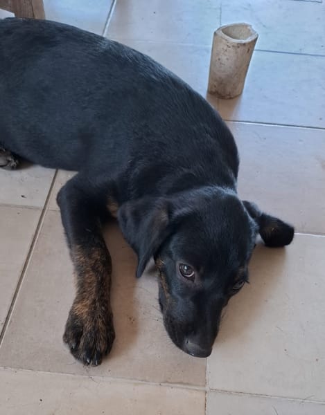 ALOE, chiot Berger Créole, femelle