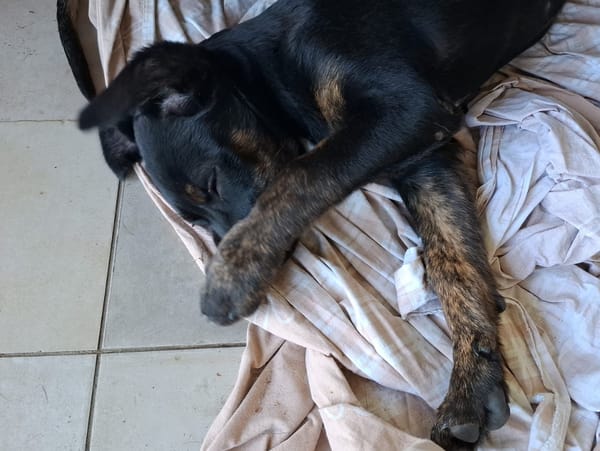 ALOE, chiot Berger Créole, femelle