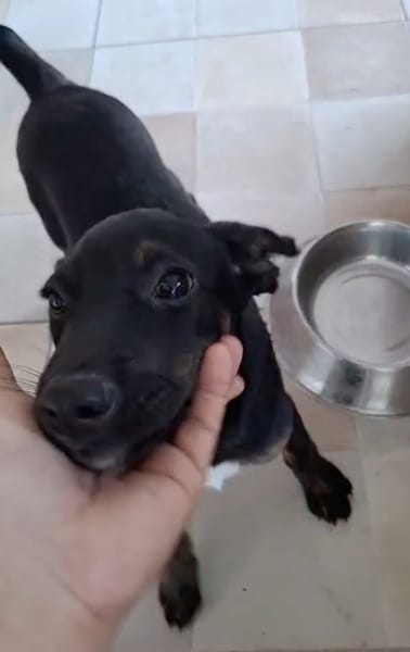 ALOE, chiot Berger Créole, femelle