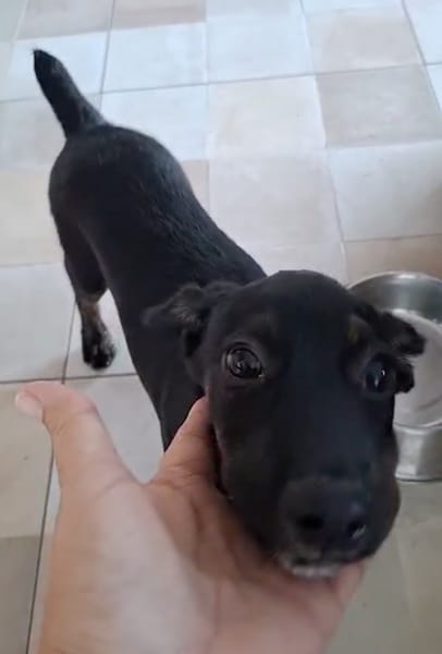 ALOE, chiot Berger Créole, femelle