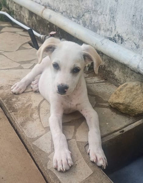 DALLAS, chiot Croisé Labrador mâle