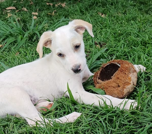 DALLAS, chiot Croisé Labrador mâle