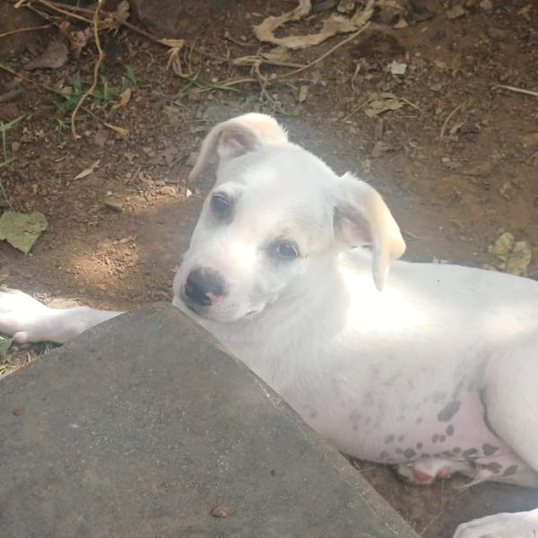 DALLAS, chiot Croisé Labrador mâle