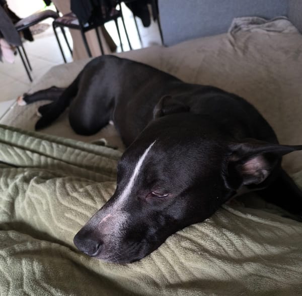 JEÏKO Mâle Berger créole junior