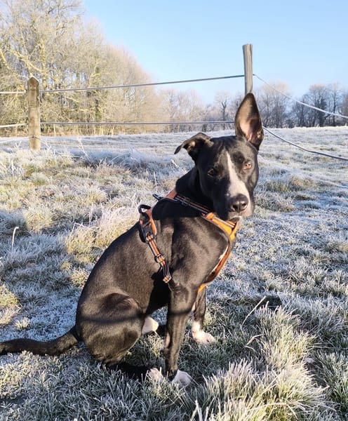 JEÏKO Mâle Berger créole junior