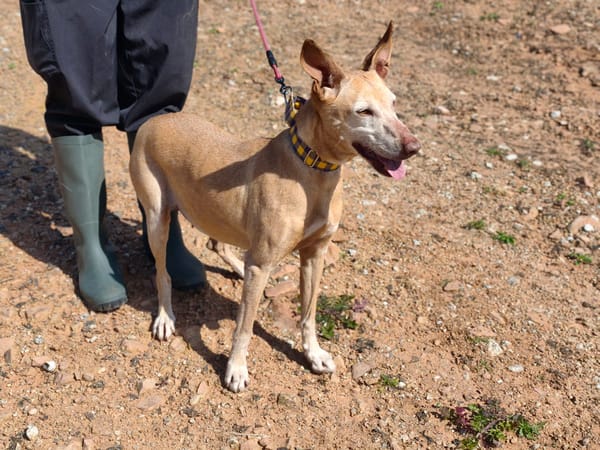 GORDA (Union Animal)