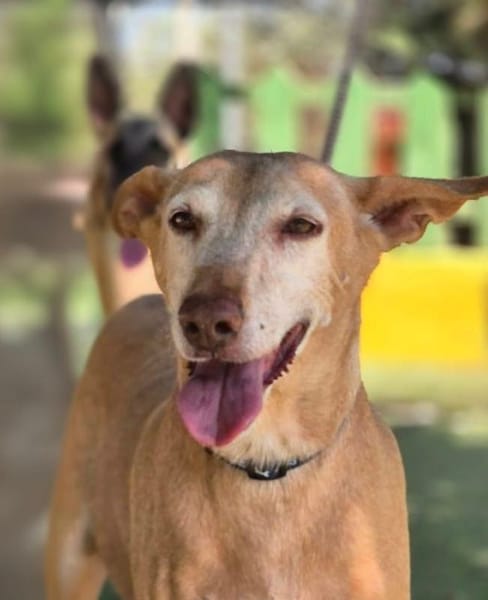 GORDA (Union Animal)