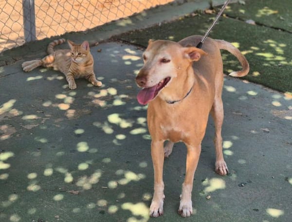 GORDA (Union Animal)