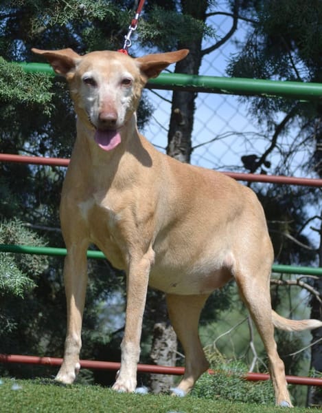 GORDA (Union Animal)