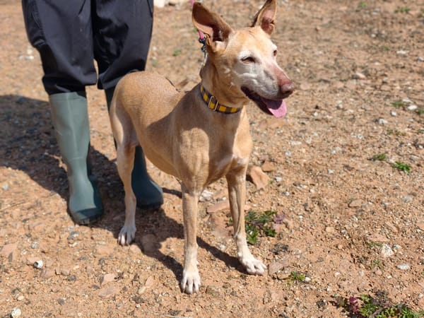 GORDA (Union Animal)