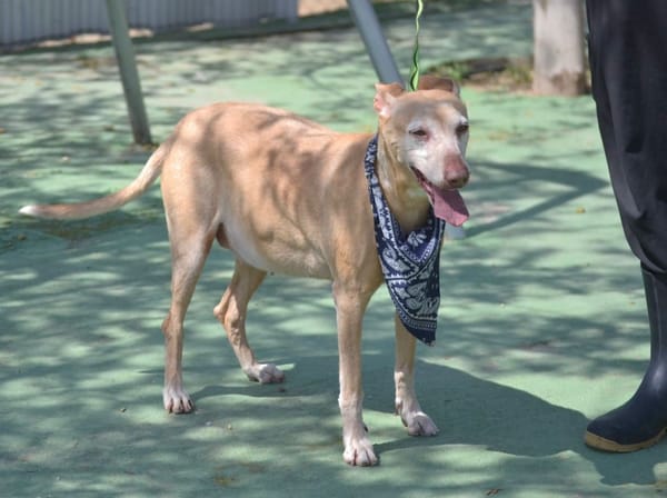 GORDA (Union Animal)