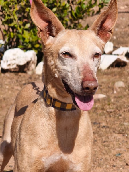 GORDA (Union Animal)