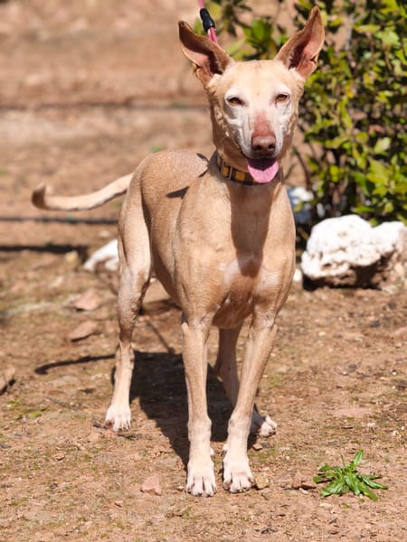 GORDA (Union Animal)