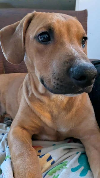 goliath le magnifique