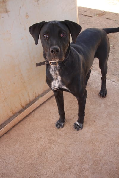 EDUARDO  (Puertollano)