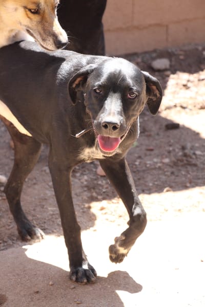 EDUARDO  (Puertollano)