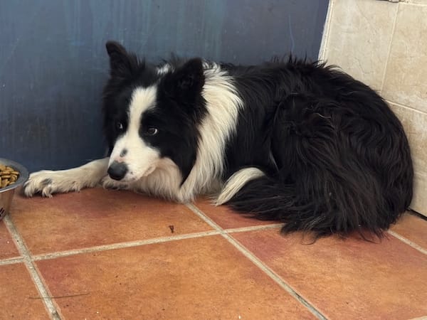 KELO  (Puertollano)