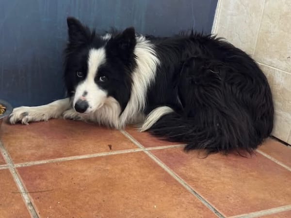 KELO  (Puertollano)