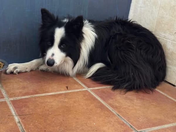 KELO  (Puertollano)