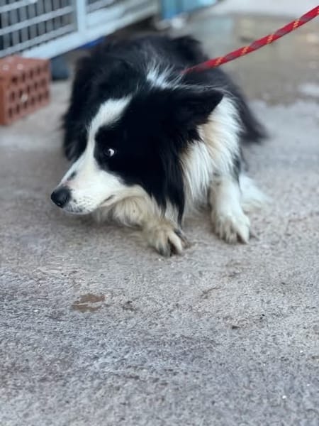 KELO  (Puertollano)