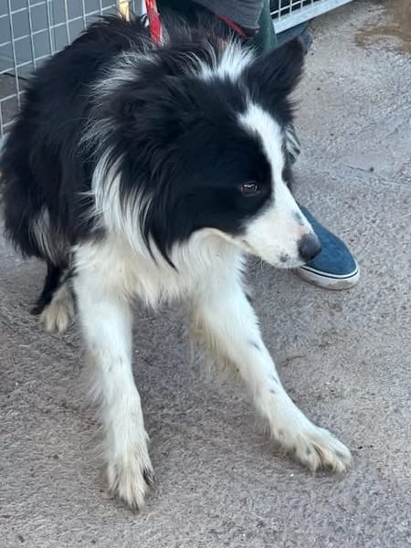 KELO  (Puertollano)