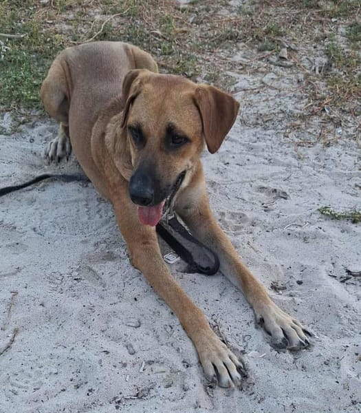 GUELIA grand coeur sur pattes