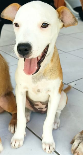 Super NOVA la petite étoile