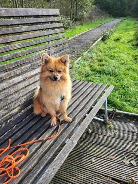 Spitz aus Spitz Simba / auf PS in D