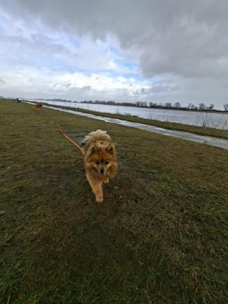 Spitz aus Spitz Simba / auf PS in D