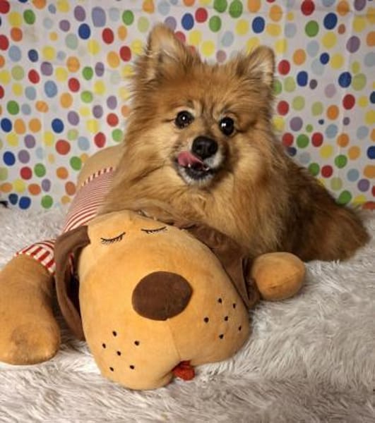 Spitz aus Spitz Simba / auf PS in D