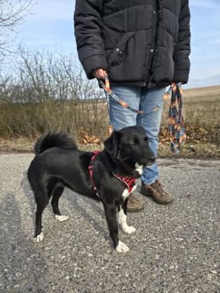 Schöne Carlotta sucht ein neues Zuhause