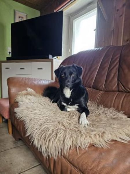 Schöne Carlotta sucht ein neues Zuhause