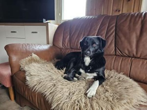 Schöne Carlotta sucht ein neues Zuhause