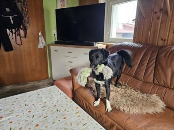 Schöne Carlotta sucht ein neues Zuhause