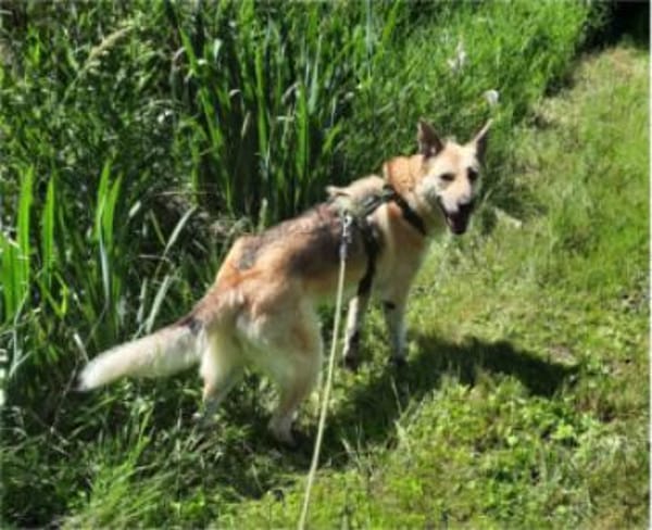 Stella 6 Jahre Schäfi mix