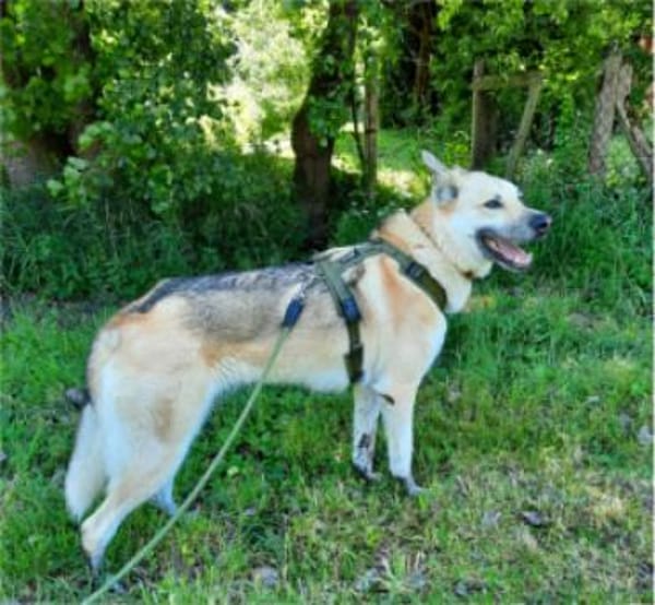 Stella 6 Jahre Schäfi mix