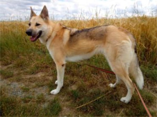 Stella 6 Jahre Schäfi mix