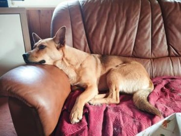 Schöne Destiny sucht ein neues Zuhause