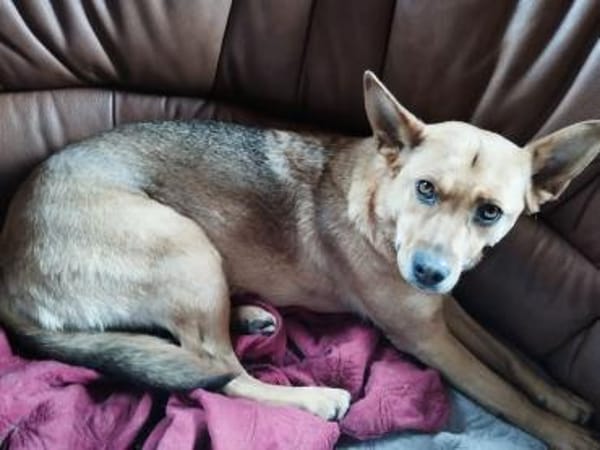 Schöne Destiny sucht ein neues Zuhause