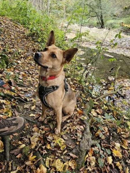 Schöne Destiny sucht ein neues Zuhause