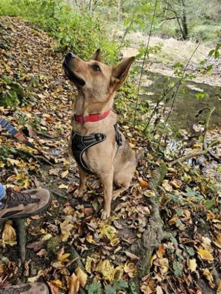 Schöne Destiny sucht ein neues Zuhause