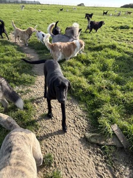 Rocky sucht ein Zuhause / Pflegestelle