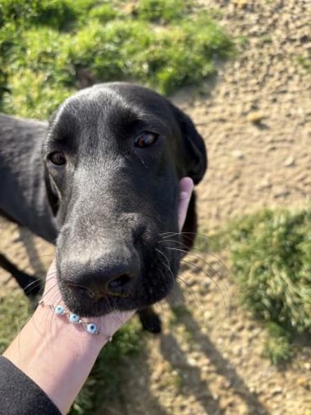 Rocky sucht ein Zuhause / Pflegestelle