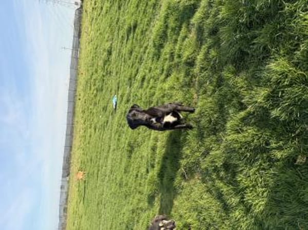 Rocky sucht ein Zuhause / Pflegestelle