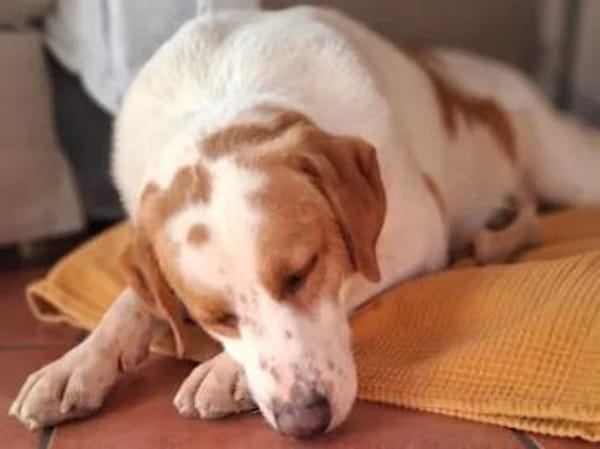 ADUA - eine tolle Hündin