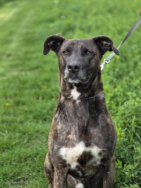 Spike wartet auf seine Menschen