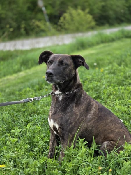 Spike wartet auf seine Menschen